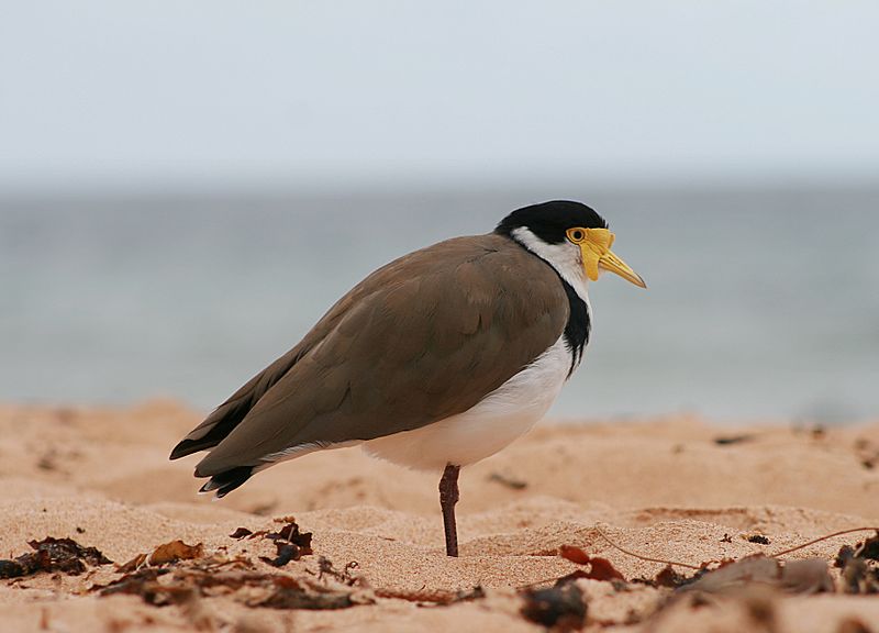 File:Masked Lapwing sand.jpg