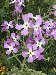 Fleurs de Matthiola tricuspidata.jpg