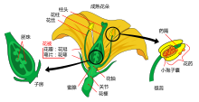 Mature flower diagram-zh.svg