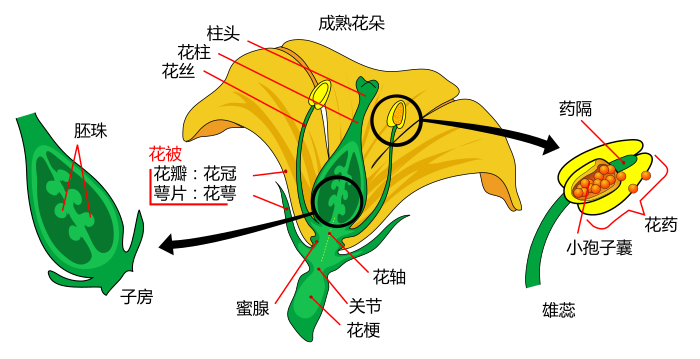 Diagramme d'une fleur.