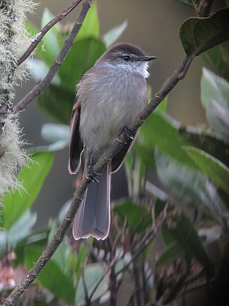 File:Mecocerculus leucophrys Tiranuelo gorgiblanco White-Throated Tyrannulet (9053092626).jpg