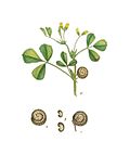 Miniatura para Medicago rugosa