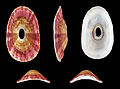 * Nomination Shell of a Keyhole Limpet, Medusafissurella dubia --Llez 22:04, 18 December 2015 (UTC) * Promotion Good quality. --Ermell 22:06, 18 December 2015 (UTC)