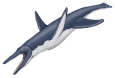 Megacephalosaurus eulerti MP.png