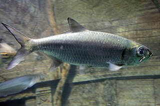 <span class="mw-page-title-main">Indo-Pacific tarpon</span> Species of fish