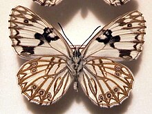 Échiquier de l'Occitanie (Melanargia occitanica).