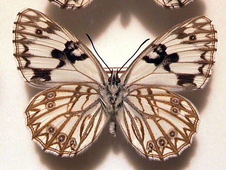 Melanargia occitanica