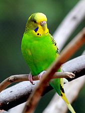 Birds, members of the paraves, are the only living dinosaurs. Melopsittacus undulatus -Atlanta Zoo, Georgia, USA-8a-2c.jpg