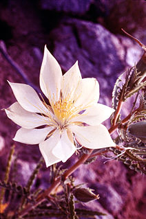 <i>Mentzelia decapetala</i> Species of flowering plant