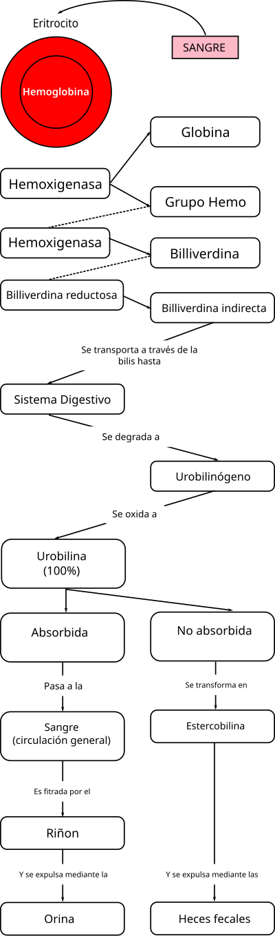 Miniatuur voor Bestand:Metabolismo de la bilirrubina-3.svg