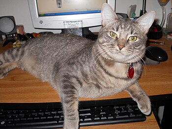 English: This is Milo the cat sitting on a desk.