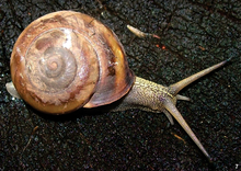 A live specimen of Minaselates paradoxa Minaselates paradoxa.png