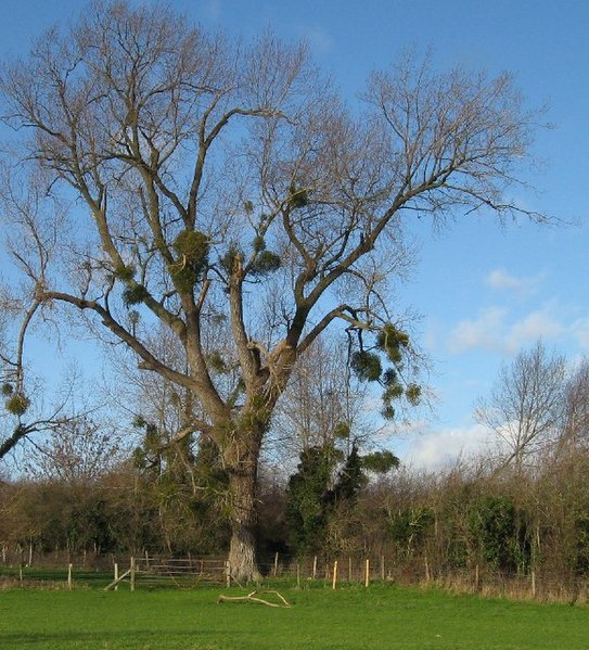 File:Mistletoe, January - geograph.org.uk - 308903.jpg