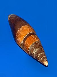 Mitra zonata