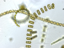 Phytoplankton Mixed phytoplankton community.png