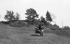 Molža v Ziljski dolini 1951.jpg