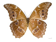 Ventral