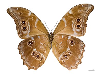 Morpho didius, ventral view, by Archaeodontosaurus