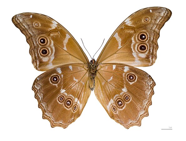 19: Morpho didius, ventral view, by Archaeodontosaurus