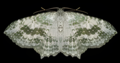 Moth of Poecilasthena Sthenommata.png