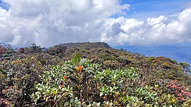 Mount Murud Summit 02.jpg