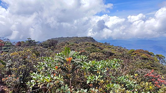 Vegetations at the Mount Murut Summit