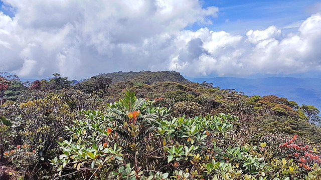 The vegetations at the summit of Mount Murud