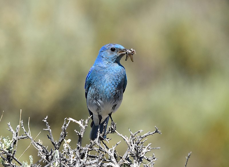 File:Mountain bluebird on Seedskadee National Wildlife Refuge (34768057443).jpg