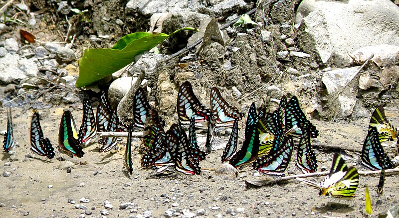 File:Mud-puddling at Joypore Rain Forest , Assam, India.jpg