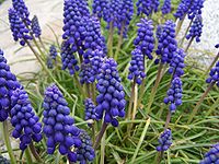 Muscari armeniacum 4.jpg