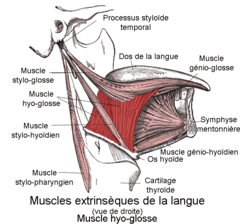 glande submandibulaire / Nerf IX 240px-Muscle_hyo-glosse1