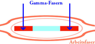 Gamma-vezel