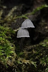 Sinimütsik (Mycena pseudocorticola)