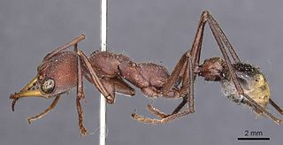 <i>Myrmecia minuscula</i> Species of ant