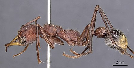 Myrmecia minuscula casent0907078 p 1 high.jpg