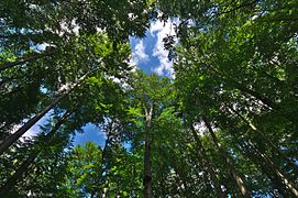 and undisturbed primeval beech forest.