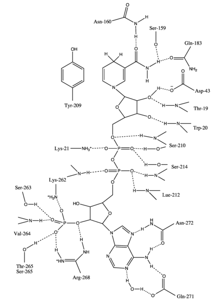 File:NADPHHydrogenbonded.png