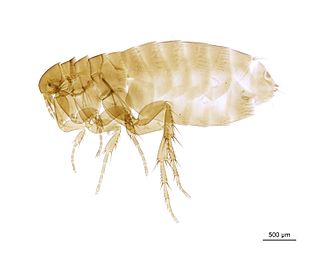 <i>Ceratophyllus borealis</i> Species of flea