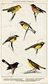 American Yellow Warbler  (Setophaga aestiva, cat. ), Blackburnian Warbler  (Setophaga fusca, cat. ), Townsend's Warbler  (Setophaga townsendi, cat. ), Canada Warbler  (Cardellina canadensis, cat. ), Hooded Warbler  (Setophaga citrina, cat. ), American Redstart  (Setophaga ruticilla, cat. ), Kentucky Warbler  (Geothlypis formosa, cat. )