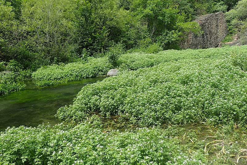 File:Nasturtium officinale kz14.jpg