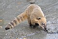 Ring-tailed Coati (Nasua nasua) Südamerikanischer Nasenbär