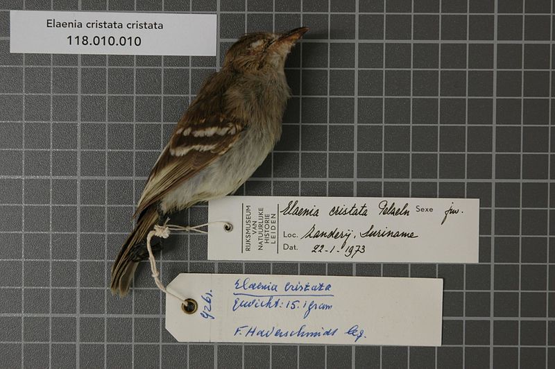 File:Naturalis Biodiversity Center - RMNH.AVES.68678 1 - Elaenia cristata cristata Pelzeln, 1868 - Tyrannidae - bird skin specimen.jpeg