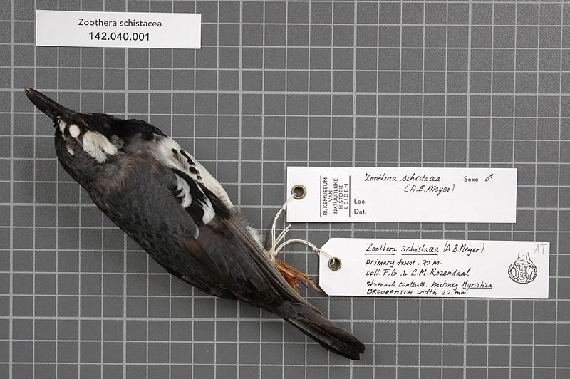 File:Naturalis Biodiversity Center - RMNH.AVES.84471 1 - Zoothera schistacea (Meyer, 1884) - Turdidae - bird skin specimen.jpeg