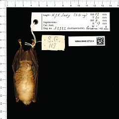 Naturalis Biodiversity Center - RMNH.MAM.32722.b ven - Rhinolophus stheno - skin.jpeg