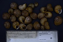 Helminthoglypta nickliniana, Helminthoglypta - Wikipedia, Helminthoglypta california