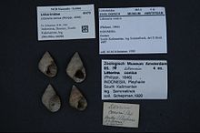 Naturalis bioxilma-xillik markazi - ZMA.MOLL.44098 - Littoraria conica (Filippi, 1846) - Littorinidae - Mollusc shell.jpeg
