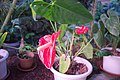 63 : Anthurium sp