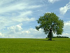 Category:Solitary trees in Norway - Wikimedia Commons