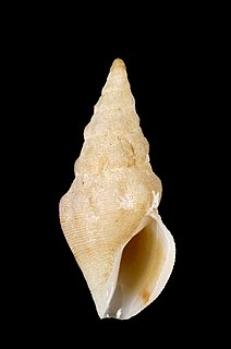 <i>Neodrillia cydia</i> Species of gastropod