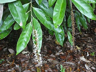 <i>Neostrearia</i> Genus of plant in the family Hamamelidaceae